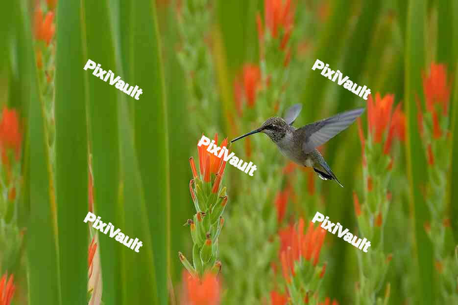 Hummingbird